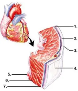 Figure 1.2 – Structure du tissu cardiaque [89]