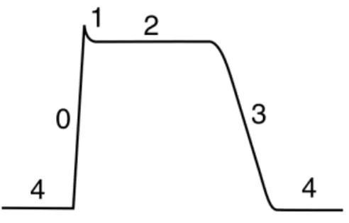 Figure 1.5 – Potentiel d’action du myocyte [1].