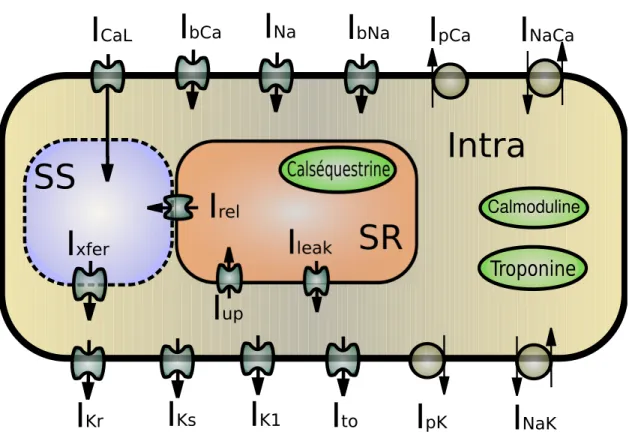Figure 2.1 – Modèle du myocyte ventriculaire humain