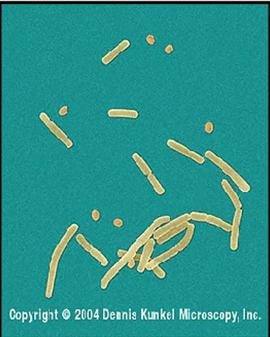 Figure 1 : Photographie en microscopie optique de bacilles et spores de Bacillus anthracis 