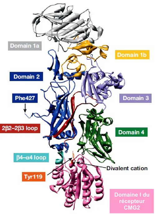 Figure 5 : Monomère de PA complexé avec le domaine I du récepteur CMG2 