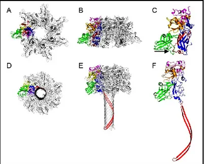 Figure 9 : Comparaison entre la structure de PAh (A : Vue du dessous ; B : Vue de profile ; C : PA 