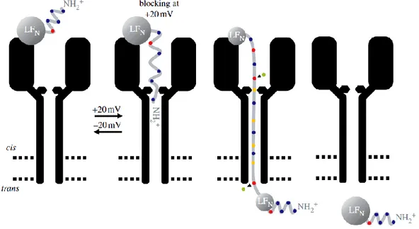 Figure 11 : Interaction de LFN avec PA63h et effet du voltage et pH sur cette interaction 