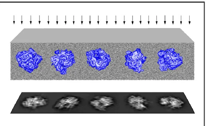 Figure 15 : Schéma de protéines piégées dans une couche de glace avec projections [31] 