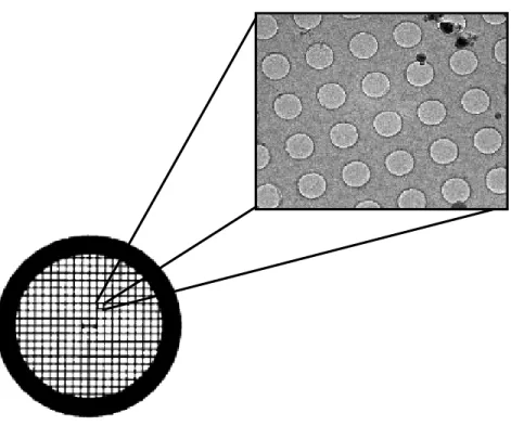 Figure 19 : Grille pour cryo-microscopie (holley grid) [37] 