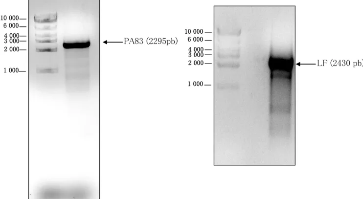 Figure 24 : Analyse du produit de la PCR de PA83 et LF par électrophorèse sur gel d’agarose 
