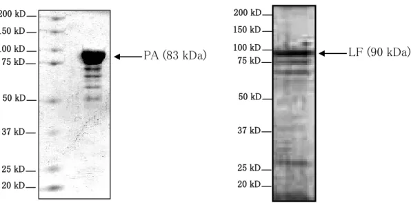 Figure 25 : Analyse par SDS-PAGE de la purification de PA83 et LF 