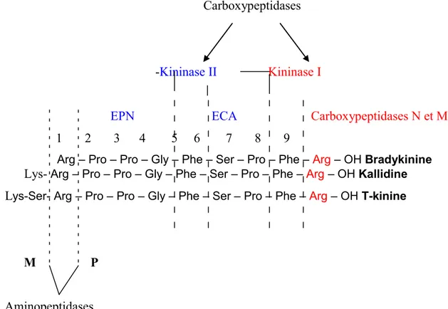 Figure 2. Sites d'action des enzymes catalytiques des kinines. Inspiré de Gabra et al.,  2003