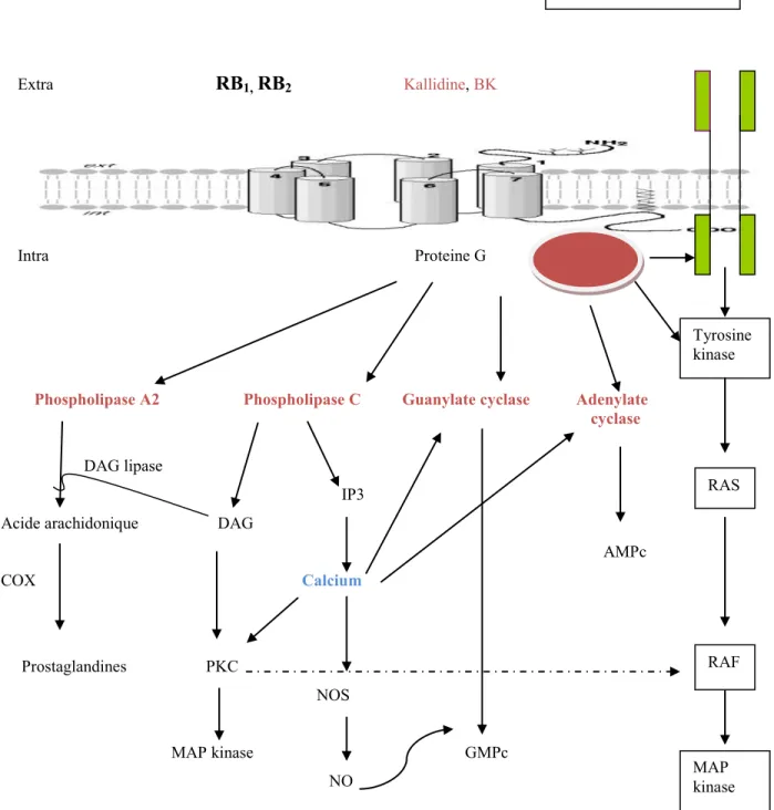 Figure 3. Mécanisme de signalisation des récepteurs B 1  et   B 2    des kinines. Inspiré de 