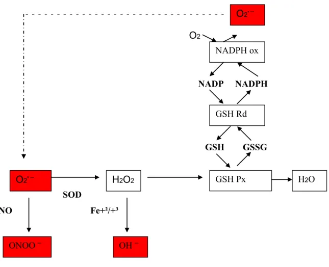 Figure 5. La formation et l’élimination des différentes espèces réactives oxygénées   Les ERO sont représentées en rouge