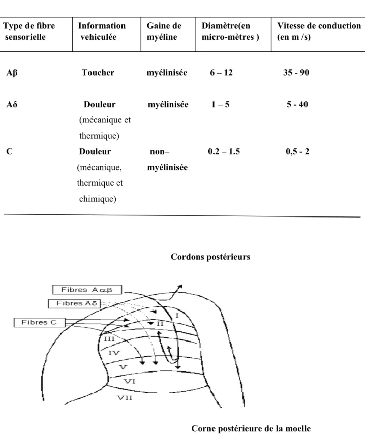 Tableau 1 : Les caractéristiques des fibres sensorielles 