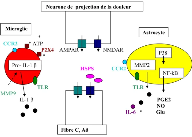 Figure 12.  Implication de la microglie et des astrocytes dans la douleur  neuropathique
