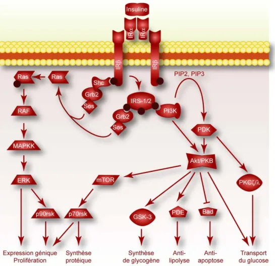 Figure 3 : les principales voies intracellulaires de l’insuline. On distingue 2 voies majoritaires; 