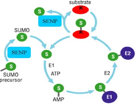 Figure 1.2: SUMO pathway: activation, conjugation and deconjugation adapted from  (Petsko and Ringe 2004) 