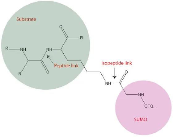 Figure 1.3: Isopeptide link between SUMO and its target protein 