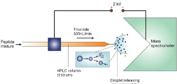 Figure 1.5: Use of ESI in an LC-MS coupled instrument (adapted from (Steen and  Mann 2004)) 