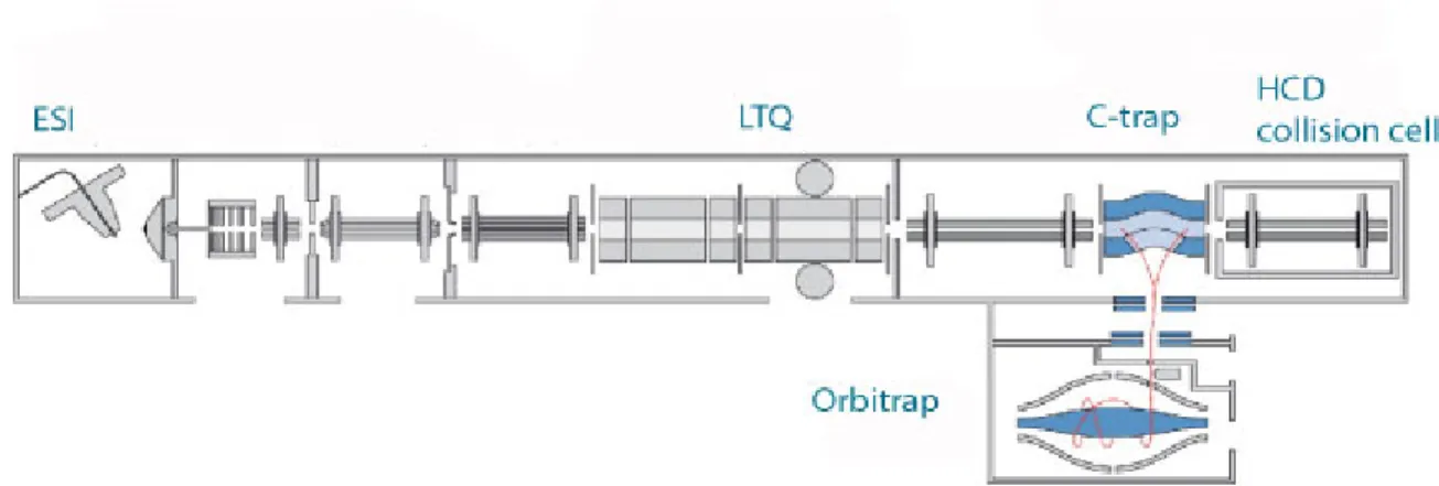 Figure 1.6: Peptides are ionized in the ESI and fragmented in either the LTQ or in  the HCD collision cell