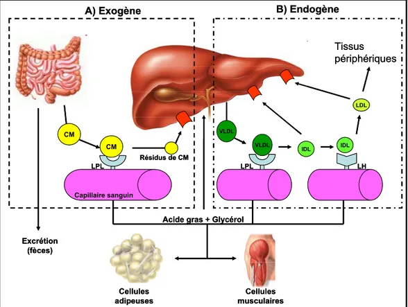 Figure 2 : Voies exogène et endogène du métabolisme des lipoprotéines. 