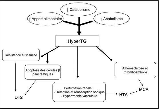 Figure 3 : Schéma représentant la relation entre l’hypertriglycéridémie et l’expression du diabète 