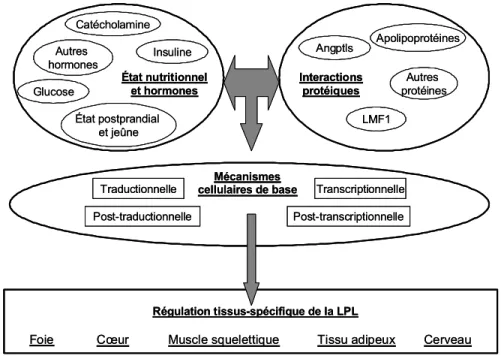 Figure 4 : Représentation schématique du mécanisme complexe de régulation tissus-spécifique de 