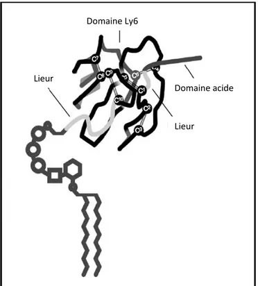 Figure 5 : Structure tertiaire de la protéine GPIHBP1. 
