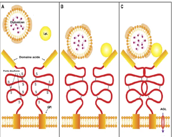 Figure 6 : Plateforme endothéliale pour l’hydrolyse des chylomicrons par la lipoprotéine lipase