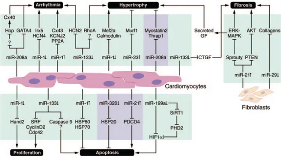 Figure 2 : Altération de l’expression des miRNAs impliqués dans les maladies  reliées aux cardiomyocytes et fibroblastes (Small et al., 2010)