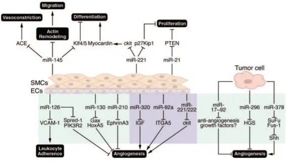 Figure 3. Altération de l’expression des miRNAs impliqués dans les maladies  reliées  au  remodelage  vasculaire  et  à  l’angiogenèse