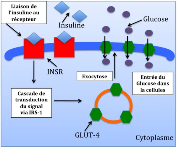 Figure 4. Transport actif du glucose par le GLUT-4. Suite à une stimulation par  l’insuline,  une  cascade  de  signalisation  traduit  un  signal  qui  permet  aux  vésicules  sécrétrices  de  GLUT-4  de  se  localiser  vers  la  membrane  cytoplasmique o