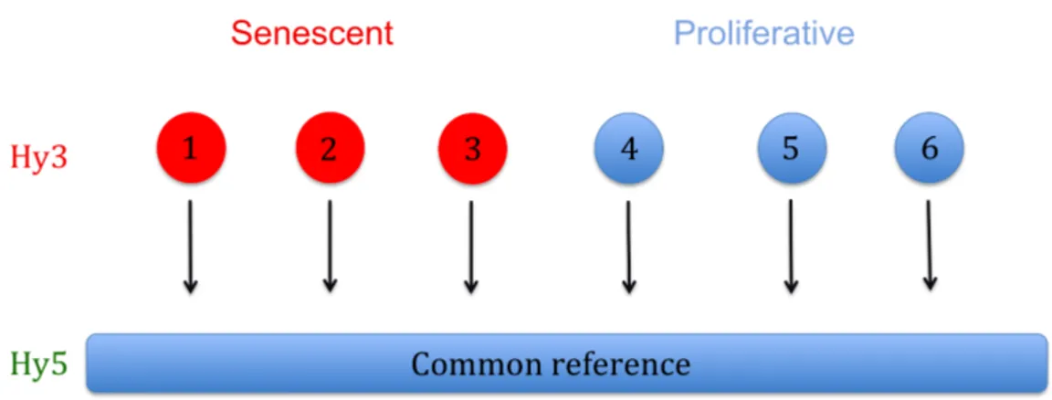 Figure  7.    Représentation  schématique  de  la  méthodologie  abordée  pour  le  microarray