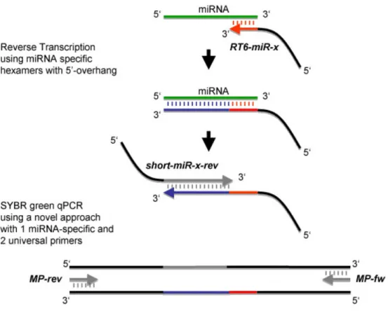 Figure 8.  Représentation  schématique  de  la  méthode  de  qPCR  des  miRNAs.  Par  la  réaction  de  RT-PCR,  le  miRNA  est  converti  et  allongé  en  ADNc  en  utilisant  un  oligonucléotide  spécifique  à  chaque  miRNA  (RT6-miR-x)  qui  contient u