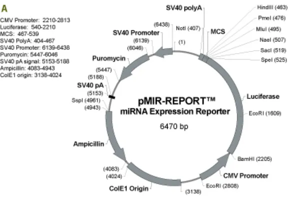 Figure  9.  Cartographie  du  pMIR-REPORT  de  la  compagnie  Ambion.  Cette  figure a été adoptée du manuel d’instruction du vecteur acheté de la compagnie  Ambion 