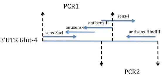 Figure 10. Représentation schématique des trois réactions PCR 1, 2. La PCR1  est réalisée à l’aide des amorces sens-SacI, antisens-I et antisens-II