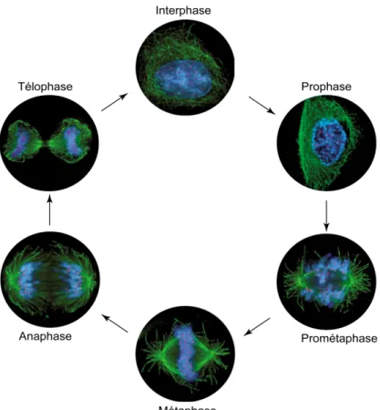 Figure 1.2 Les étapes de la mitose 