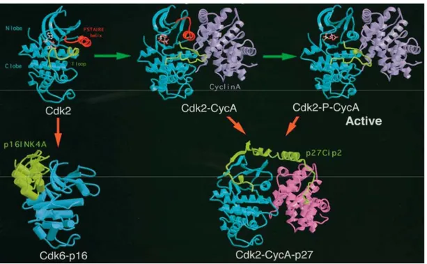 Figure 1.3 Changements structuraux d’activation ou d’inhibition des complexes  CDK/cyclines 