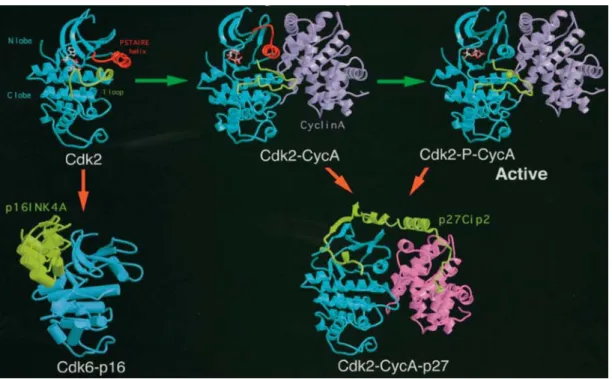 Figure 1.3 Changements structuraux d’activation ou d’inhibition des complexes  CDK/cyclines 