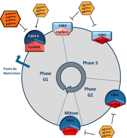 Figure 1.4 Les CDK/cyclines activées dans les différentes phases du cycle  cellulaire 