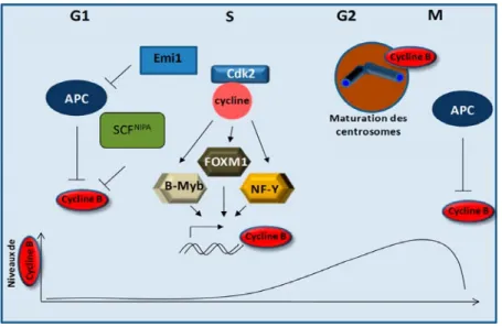 Figure 1.7 Contrôle de l’expression de la cycline B lors du cycle cellulaire 