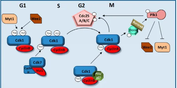 Figure 1.8 Régulation de l’état de phosphorylation de CDK1/cycline B 