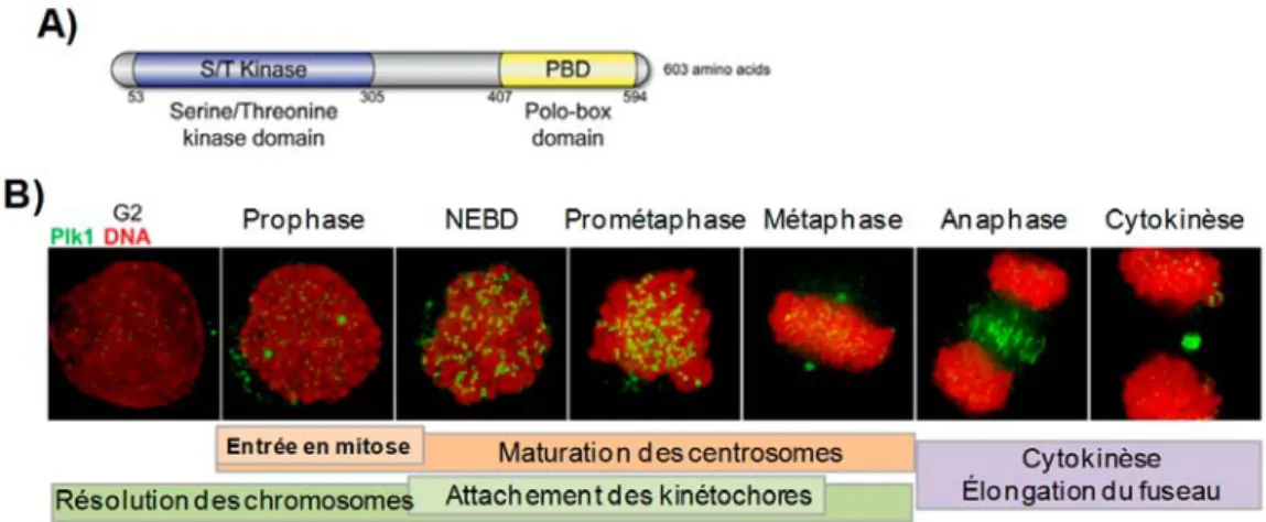 Figure 1.11 Structure et localisation de Plk1 