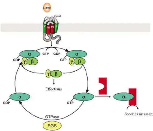 Figure 3 Le cycle classique de la protéine G hétérotrimérique.   Adapté à partir d’Oldham et al