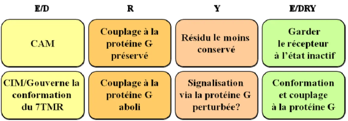 Figure 7 Le motif E/DRY. 