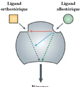 Figure 9 Ligands allostériques et orthostériques. 