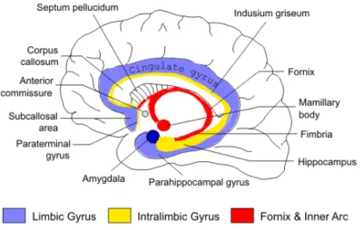 Figure 2.1. The structure of limbic system in the brain. Adapted from Clinical Magnetic Resonance 