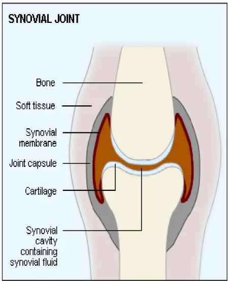 Figure 1: Structure of synovial joint 