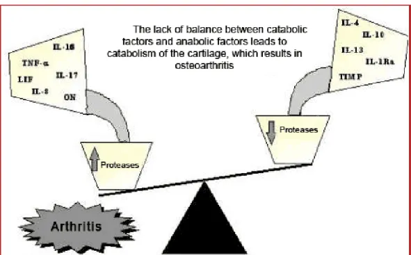 Figure 3: imbalance between anabolic factors (anti-inflammatory) and catabolic  