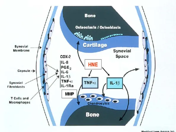 Figure 6: Role of HNE in the development of OA. 