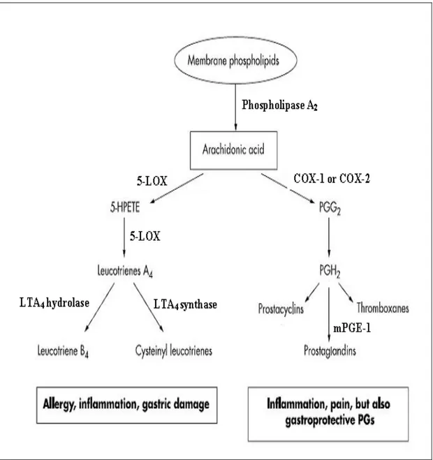 Figure 7: Arachidonic acid metabolism 