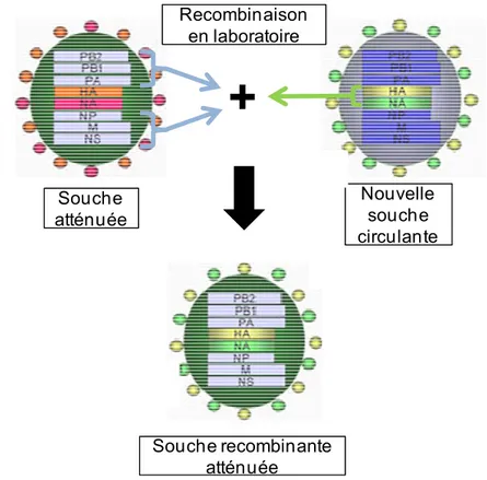 Figure 6. Schéma d’une souche recombinante atténuée du virus de l’influenza ayant acquis 