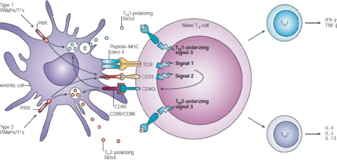Figure 7. Exemple des 3 signaux requis pour l’activation d’un lymphocyte T CD4 +  par une  cellule présentatrice d’antigène (CPA)